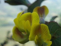 Aspalathus crenata flowers